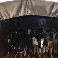 کشف ۲۹ راس گوساله قاچاق در مراغه