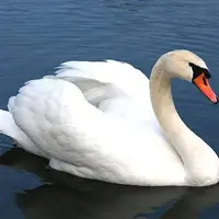 رهاسازی یک قطعه قو سفید پس بهبودی در تالاب بین‌المللی انزلی