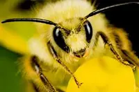  قدرت تشخیص چهره در زنبور عسل