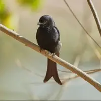 این پرنده به حیوانات دیگر دروغ می‌گوید!