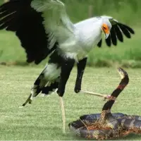 شاه کبرا در مقابل پرنده منشی در یک جنگ بزرگ 