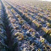 راهکارهای کلیدی برای کاهش خسارت سرمازدگی در خوزستان