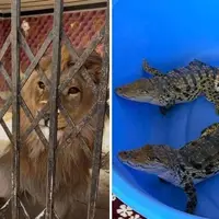 کشف شیر، عقاب طلایی و تمساح از یک باغ در شهریار