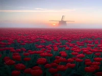 مزارع معروف لاله ها در هلند 