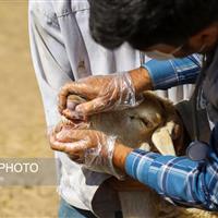 آغاز طرح واکسیناسیون رایگان تب برفکی در دامهای سبک و سنگین طارم