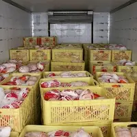 تولید مرغ زیاد شد