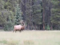 دو گوزن نر غول پیکر در حال نبرد