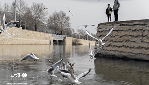 عکس/ کاکاییها مهمان زمستانی شیراز
