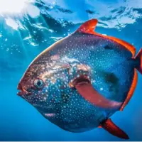 با ماهماهی آشنا شوید؛ تنها ماهی خونگرم دنیا که ۵ درجه از آب اطرافش گرمتر است