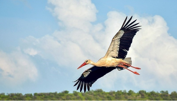 واکنش محیط زیست استان تهران به ادعای انتقال لکلکها به شهرری