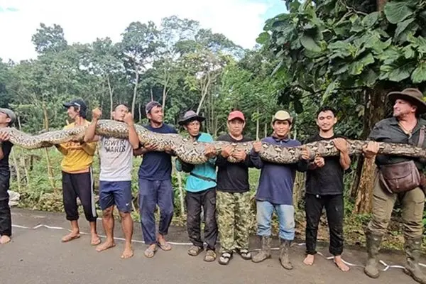 طولانیترین مار وحشی جهان