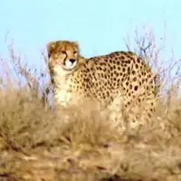 مشاهده یک قلاده یوزپلنگ در داورزن خراسان رضوی