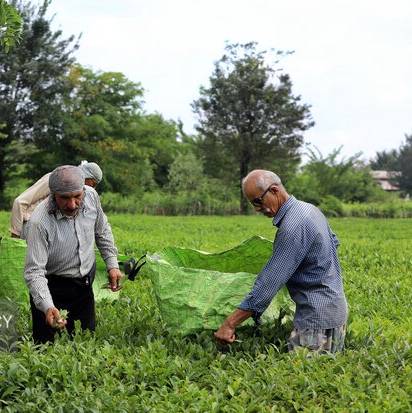 توزیع ۷۱۳ تُن کود میان چایکاران رودسر