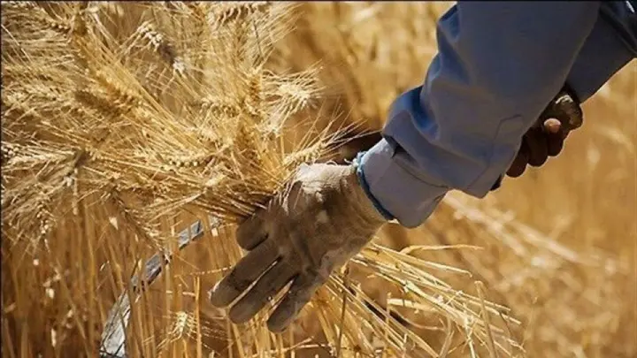 نبرد ارقام بر سر گندم؛ مجلس چگونه پیشنهاد دولت را 200 همت بالا برد؟