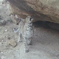 پلنگ ایرانی در ترکمنستان جان دوباره گرفت؛ ثبت ۶۰ تا ۸۰ قلاده