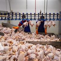 روزانه بیش از ۱۱۷ تن گوشت مرغ در بازار زنجان عرضه میشود