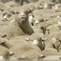 قطر رسما خواستار واردات دام سبک از ایران شد