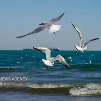 اختلال در ترددهای دریایی هرمزگان