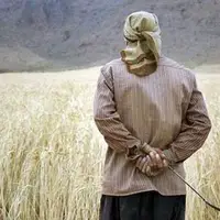 اصلاح قیمت گندم اجبار شد