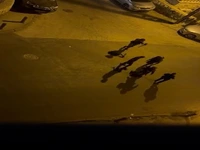 یورش نظامیان رژیم صهیونیستی به قدس اشغالی