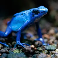 اتهام تازه علیه روسیه؛ آیا این قورباغه سلاح مخفی کرملین است؟