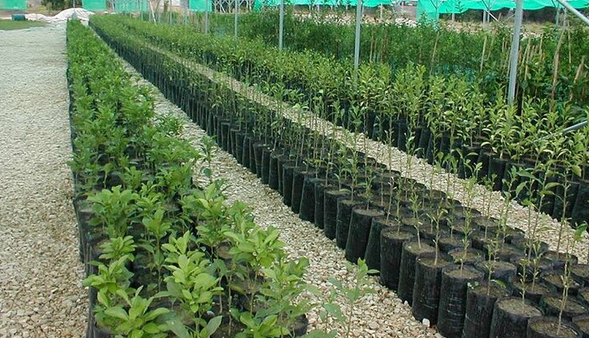 کاشت ۳ میلیون نهال تا پایان سال در کرمانشاه هدفگذاری شد