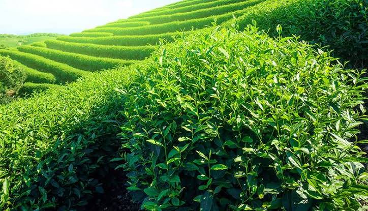 نوآوری در پایش ویروسهای گیاه چای