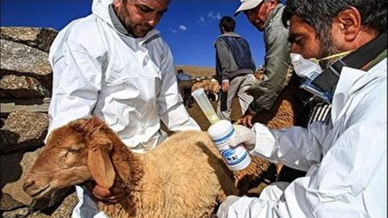 پایش گسترده بیماریهای دامی در زنجان