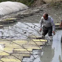 خزانهگیری زودهنگام زیرسایه رشد قیمت برنج و نهادههای کشاورزی در مازندران