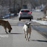 حیوان حملهکننده به دانشجوی دانشگاه زنجان سگ ولگرد بود