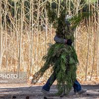 توزیع دو میلیون اصله نهال در هفته منابع طبیعی در استان سمنان