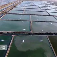 افزایش ۹۴ درصدی تولید میگو در سیستان و بلوچستان