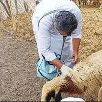 واکسیناسیون دام و طیور در روستاهای صفر مرزی جوانرود اجرا شد