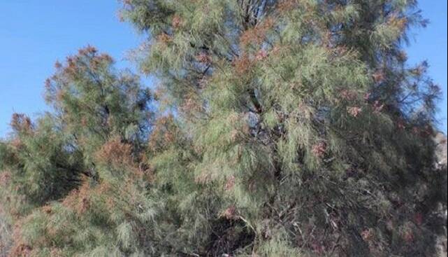 درختچهای شورپسند برای بهبود کیفیت خاک مناطق بیابانی