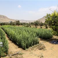 خراسان شمالی با کاشت ۳۵۰ هزار اصله نهال به استقبال بهار رفت