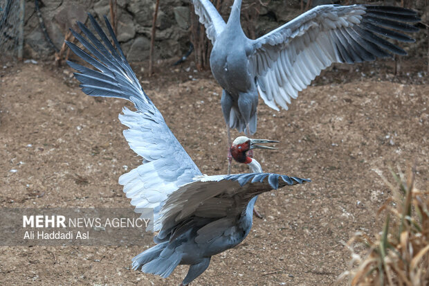 رهایی پرندگان از دامهای نامرئی در ارتفاعات البرز قزوین