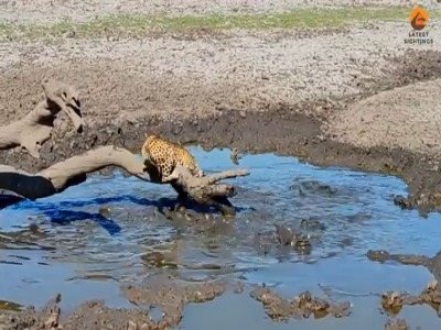 لحظه ماهیگیری پلنگ از آب گل آلود