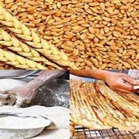 اجرای نخستین دوره تحقیقات تخصصی حوزه آرد و نان کشور در ایلام