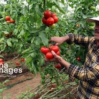 گلخانههای روستایی در خراسان شمالی؛ کوچک اما پرثمر