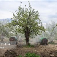 الگوی کشت باغی در استان البرز نیازمند بازنگری است