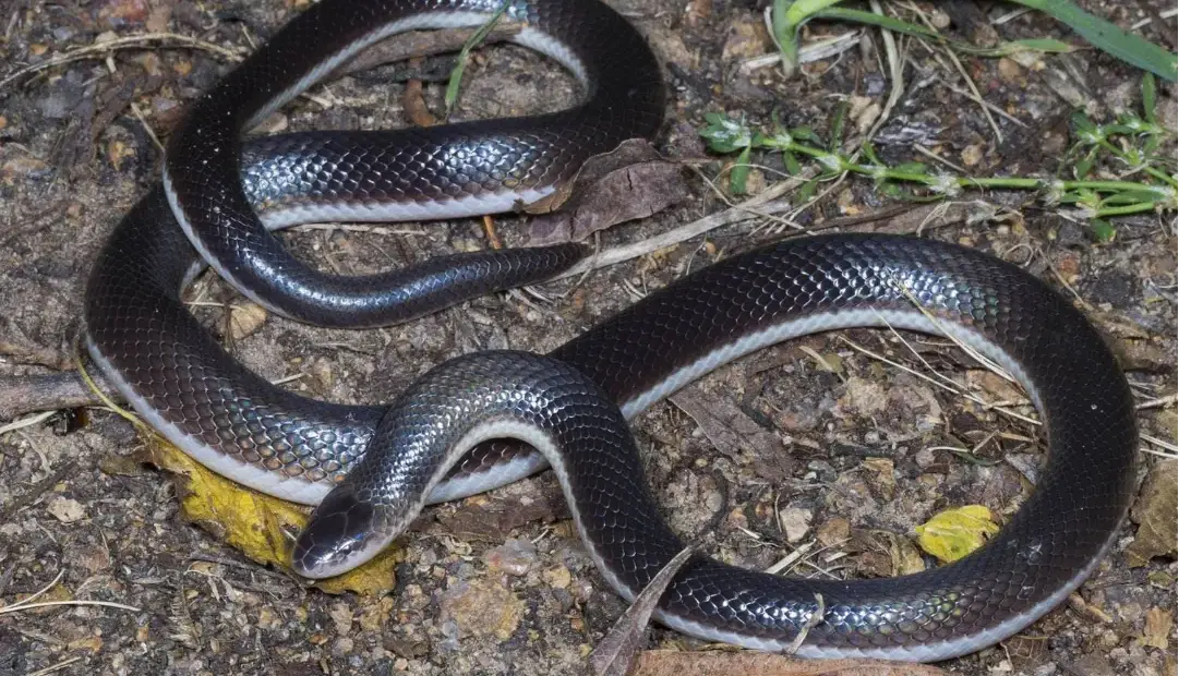 چرا مارها دست و پای خود را از دست دادند؟