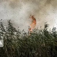 ۲ مظنون به آتش سوزی تالاب انزلی شناسایی شدند