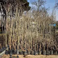 پیشبینی توزیع ۶۰۰ هزار اصله نهال رایگان در همدان