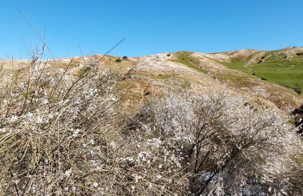 زیبایی شکوفههای بهاری در تپهماهور لنده