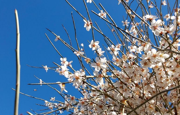 زیبایی شکوفههای بهاری در تپهماهور لنده