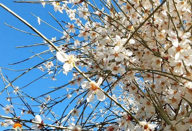 زیبایی شکوفههای بهاری در تپهماهور لنده