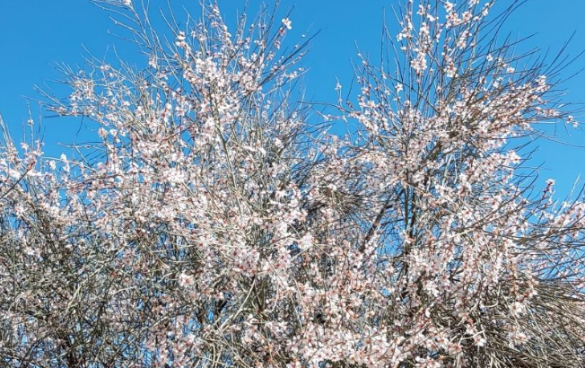 زیبایی شکوفههای بهاری در تپهماهور لنده