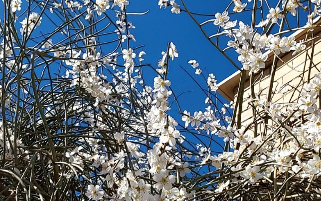 زیبایی شکوفههای بهاری در تپهماهور لنده