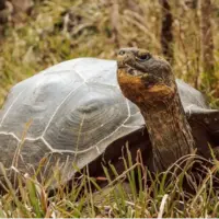 لاکپشت غولپیکر فلوریانا پس از ۲۰۰ سال به زیستگاه اصلی خود بازگشت