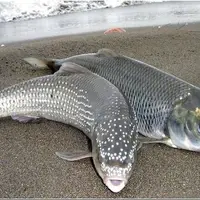 استفاده از فناوری توالییابی در پیشبینی ژنهای ماهی سفید